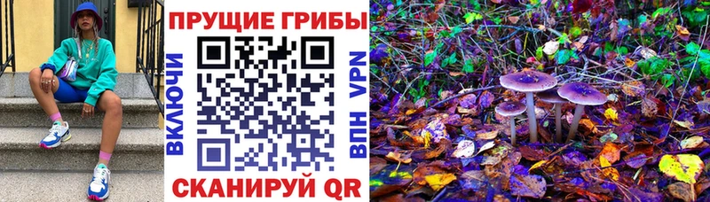 Псилоцибиновые грибы GOLDEN TEACHER  Камень-на-Оби 