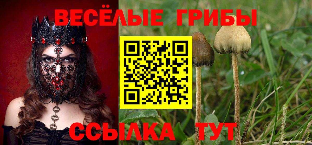 Галлюциногенные грибы Cubensis  Галлюциногенные грибы Psilocybe  Камень-на-Оби  Вход с VPN 